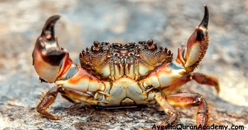 crab in Islam