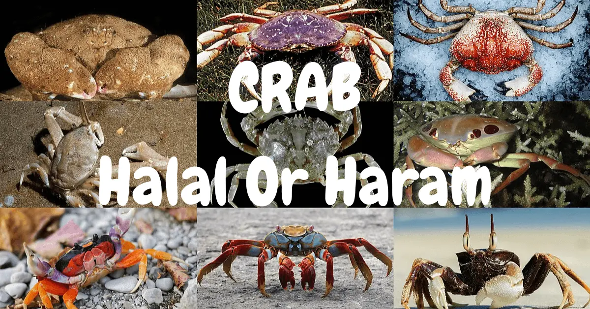 Is crab halal or haram?