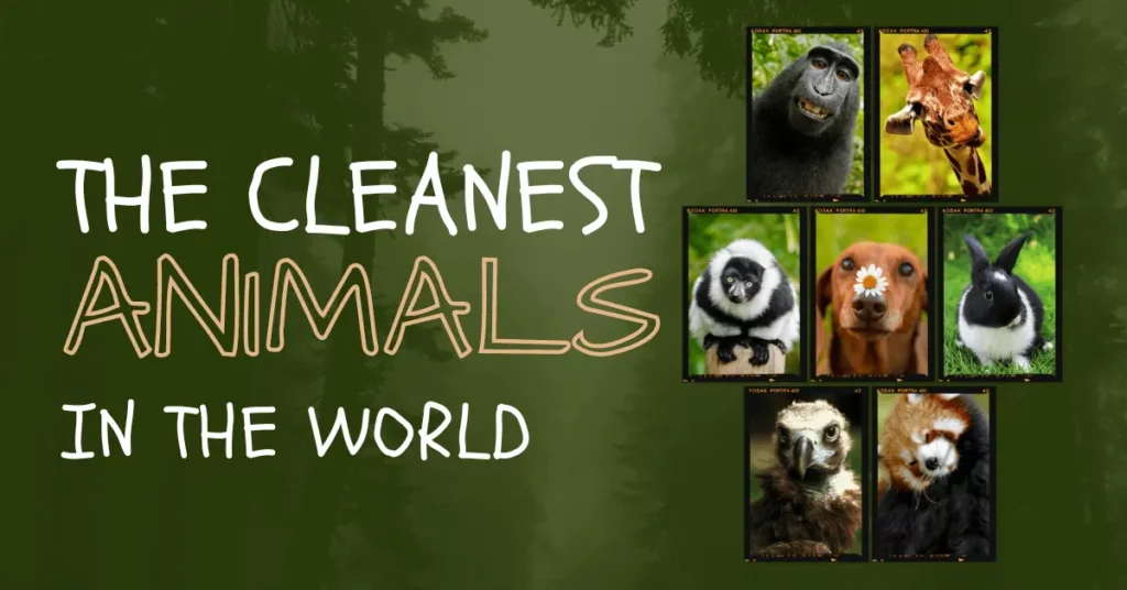 The cleanest animals in the world