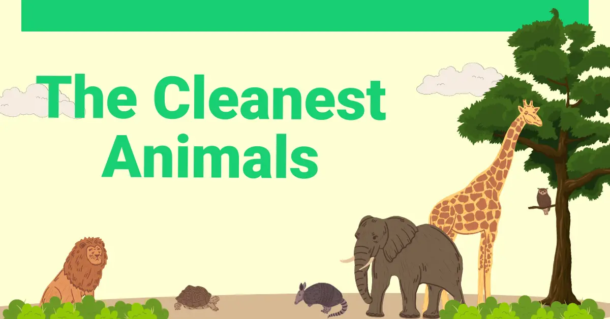 What is the cleanest animals