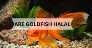 are goldfish halal