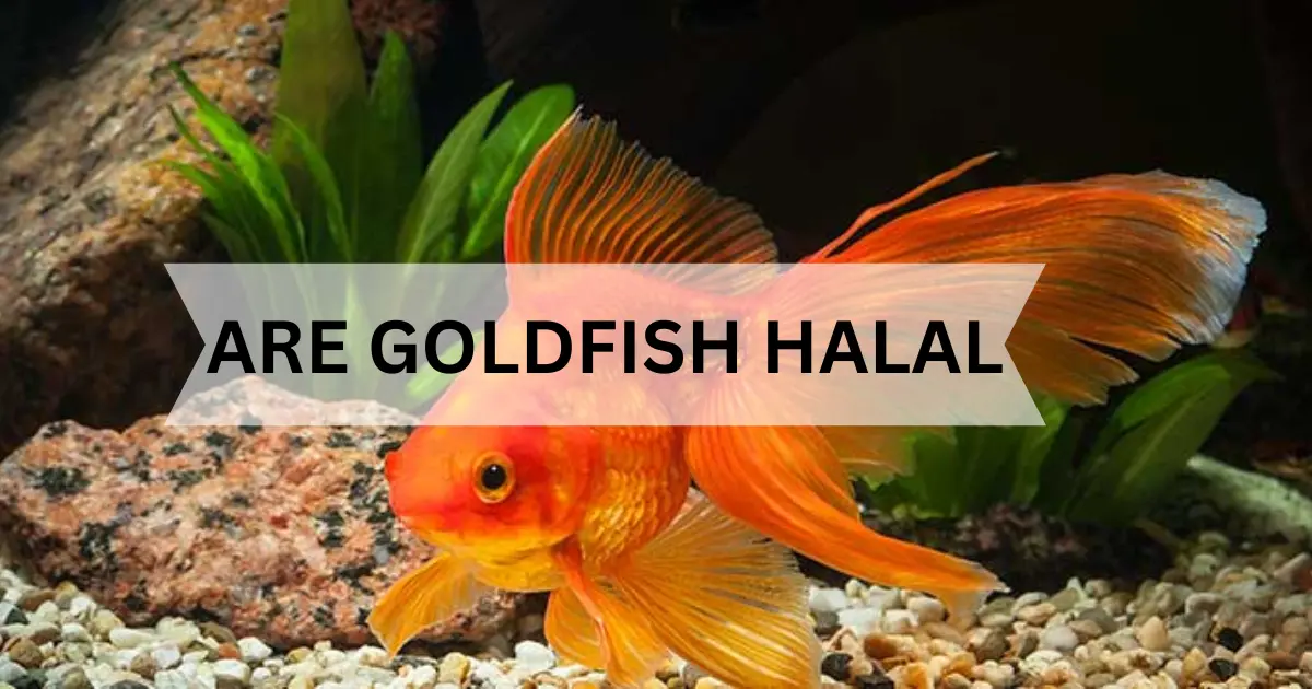 are goldfish halal