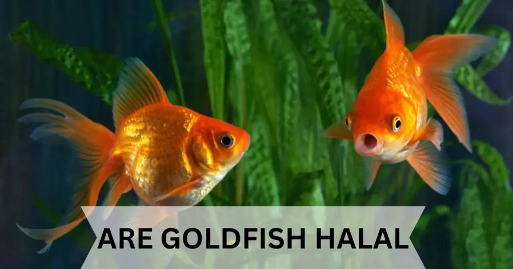 are goldfish halal 