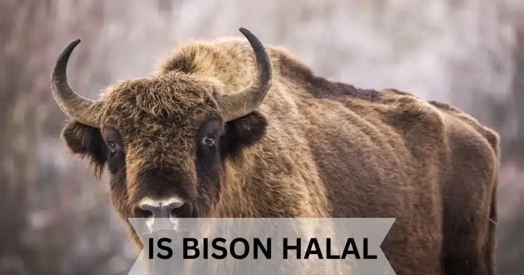 is bison halal 