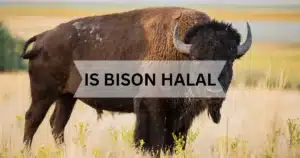 is bison halal